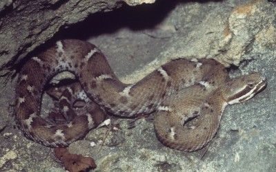 Crotalus willardi willardi (26)