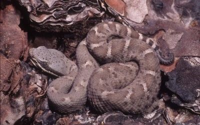Crotalus willardi willardi (28)