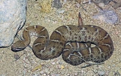 Crotalus willardi willardi (35)
