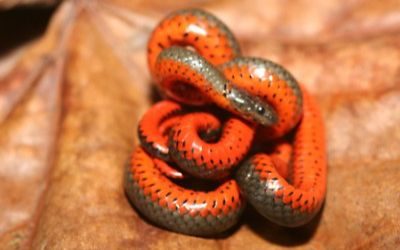 Diadophis-punctatus-amabilis-1