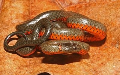 Diadophis punctatus amabilis (10)