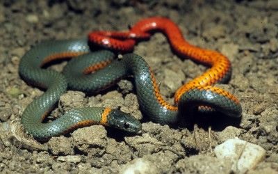 Diadophis punctatus amabilis (1)(1)