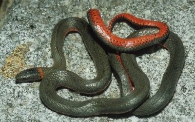 Diadophis-punctatus-amabilis-2