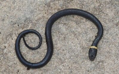 Diadophis punctatus edwardsi hatchling BRPkwy 09Apr18 (1)