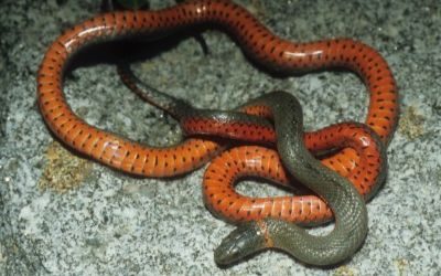 Diadophis punctatus modestus 1