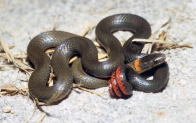 Diadophis punctatus modestus (3)