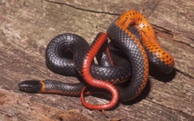 Diadophis punctatus occidentalis (2)