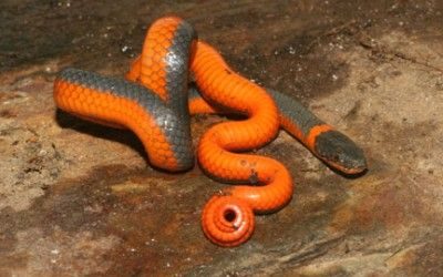 Diadophis punctatus pulchellus (1)