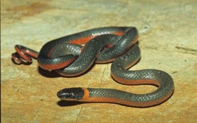 Diadophis punctatus pulchellus (8)