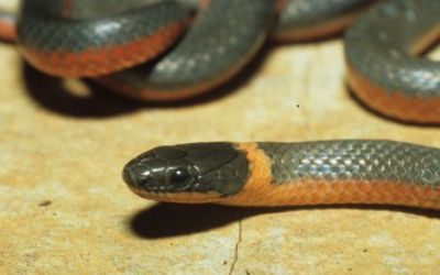 Diadophis punctatus pulchellus (9)