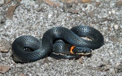 Diadophis punctatus punctatus yard 01Dec17 (11)