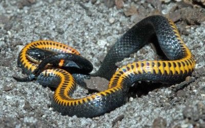 Diadophis punctatus punctatus yard 01Dec17 (13)