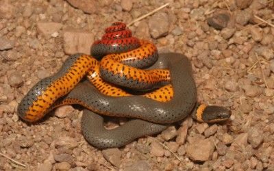 Diadophis punctatus regalis 1ba (6)