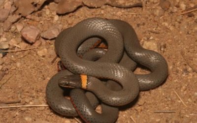 Diadophis punctatus regalis 2 (7)