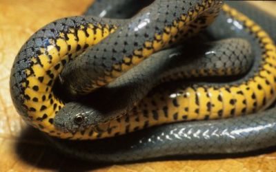 Diadophis punctatus regalis (6)