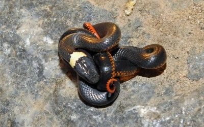 Diadophis punctatus regalis Pima Cnty AZ 22Aug17 (1)