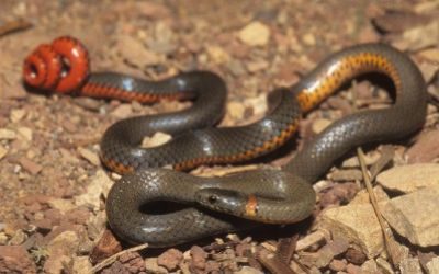 Diadophis punctatus similis 1