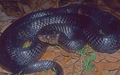 Drymarchon melanurus erebennus 3