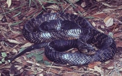 Drymarchon melanurus erebennus (4)