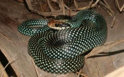 Drymobius margaritiferus (3)