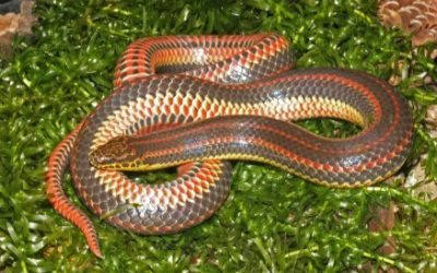 Farancia erytrogramma erytrogramma, (35)