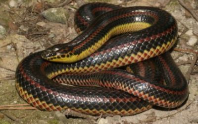 Farancia erytrogramma erytrogramma (4)