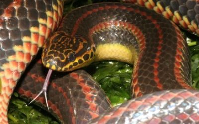 Farancia erytrogramma erytrogramma (53)