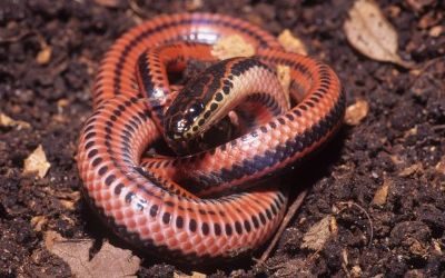 Farancia erytrogramma erytrogramma hatchling venter