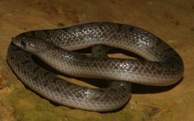 Ficimia streckeri (12)