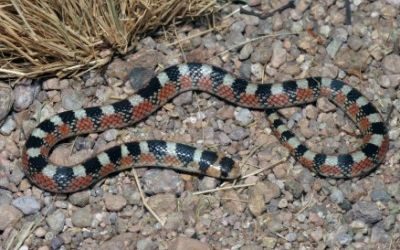 Gyalopion quadrangulare 1abc (2)