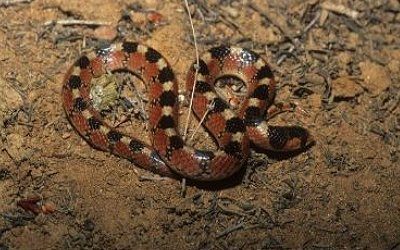 Gyalopion quadrangulare (9)