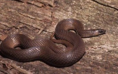 Haldea striatula 1 (1)