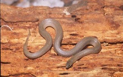 Haldea striatula 1 (10)