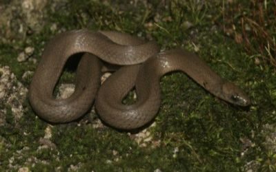 Haldea striatula 1 (2)