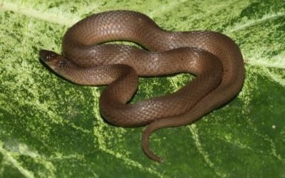 Haldea striatula ONF Apr 2015 (2)