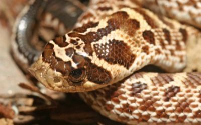 Heterodon kennerlyi (1)