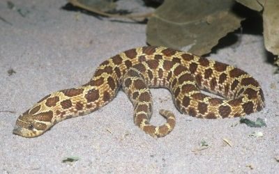 Heterodon nasicus plains (10)