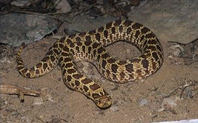 Heterodon nasicus plains (3)