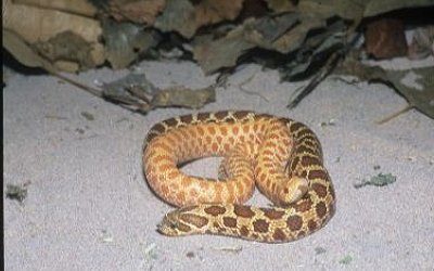 Heterodon nasicus plains (4)