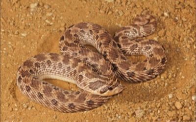 Heterodon nasicus western