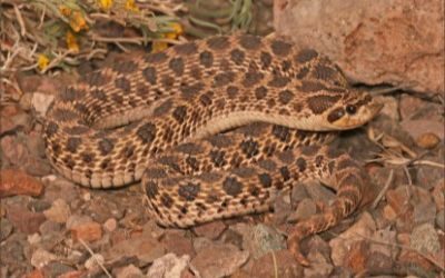 Heterodon nasicus western