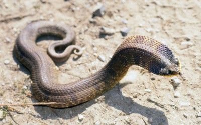 Heterodon platirhinos 5