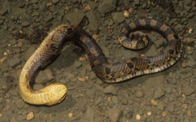 Heterodon platirhinos shamming death 1