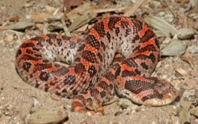 Heterodon simus, Columbia Cnty, FL, male (10)