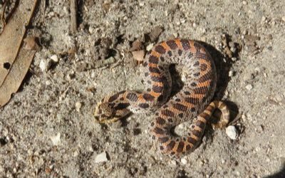 Heterodon simus juvenile male (1)