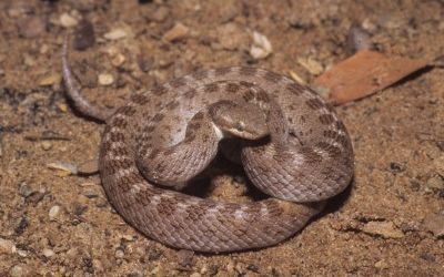 Hypsiglena chlorophaea chlorophaea (2)