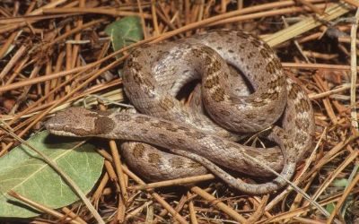 Hypsiglena chlorophaea loreala 1