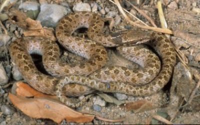 Hypsiglena chlorophaea loreala