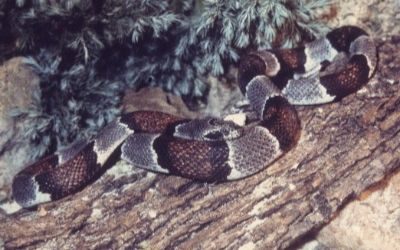 Lampropeltis alterna blairi phase (2)
