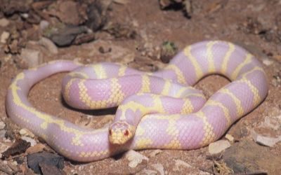 Lampropeltis californiae